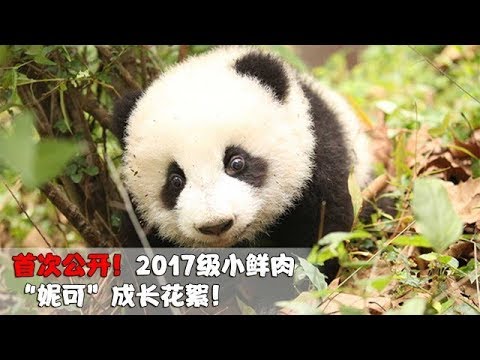 《熊貓主題趴》首次公開：2017級小可愛“妮可”成長經歷~ | iPanda
