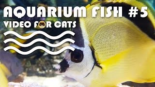 Fish Video For Cats - Aquarium Fish #5. Entertainment Video For Cats To Watch.