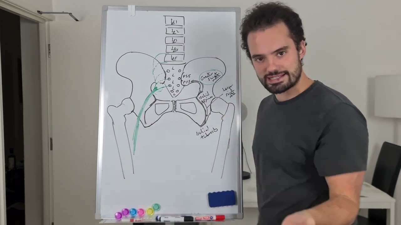 Posterior Muscles of the Thigh (Sciatic Nerve) - A is for Anatomy (Building the Basics)