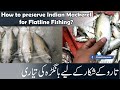 Indian mackerel how to preserve and use flat line fishing   fishnfisherman 