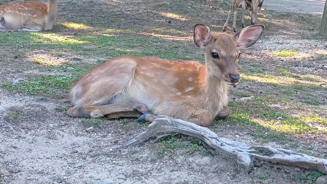 The fawn of Nara Park #58 奈良公園の子鹿さん - YouTube