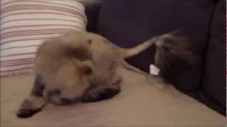 Funny Kitten catch his tail Котенок бегает за своим хвостиком.mp4 Funny Kitten catch his tail Котенок бегает за своим хвостиком.mp4