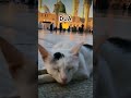 Pyari Dua 🤲#ytshorts #shortsfeed #viralshorts #shortsvideo #IslamicReels  #DuaForYou #NaatLovers