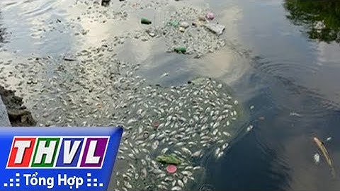 THVL | Người đưa tin 24G: Cá chết nổi đầy mặt kênh ở Hải Phòng
