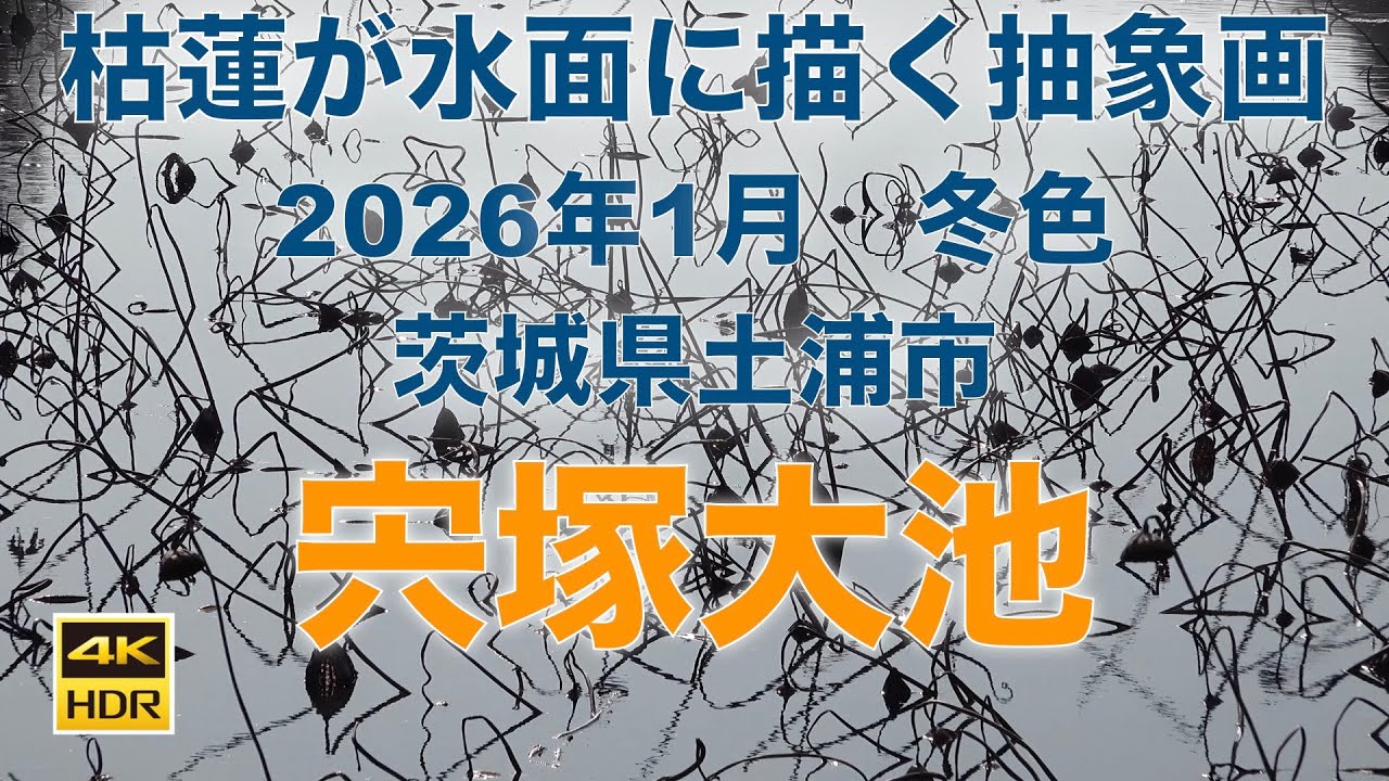静かな宍塚大池/枯蓮が水面に描く抽象画の世界 2026/01/13 SONY FDR-AX700 4K