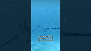 Thresher sharks have tails that are half of their total body length #shorts #shark
