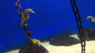 The big-belly seahorse فرس البحر كبير البطن Hippocampus abdominalis