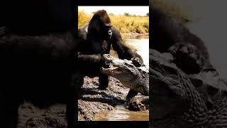 gorilla vs crocodile who will win?! #animals #wildlife #gorilla #crocodile #shortvideo