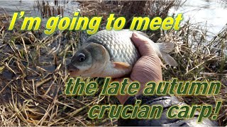 I'm going to meet the late autumn crucian carp!