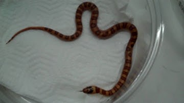 RED PHASE THAYERI KINGSNAKES