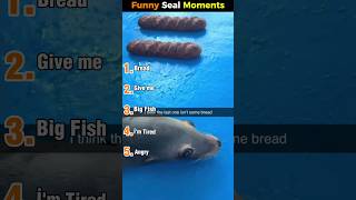 Sea Lions Being Completely Unhinged 😂🦭 | Funniest Sea Lion Moments #sealion