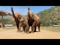 Cute Baby Elephant Wan Mai Copies What her Mom And Nanny Does - ElephantNews