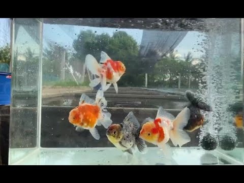 Goldfish Ranchu video | most beautiful fish goldfish ranchu show in ...