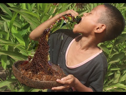 primitive-roasted red ant on rock-cooking red ant eating delicious ...