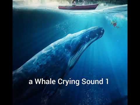 a Whale Crying Sound 1