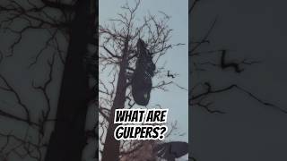 What are Gulpers? | Fallout Lore #fallout #shorts #gaming