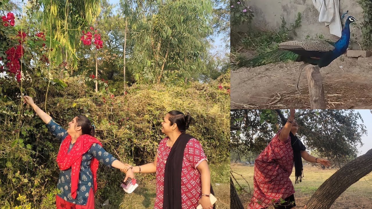 😱 Meri Beti Ki Girlfriend 🤣 | 🌳 Aaj Tode Bohot Saare Ber | Desi Feeling