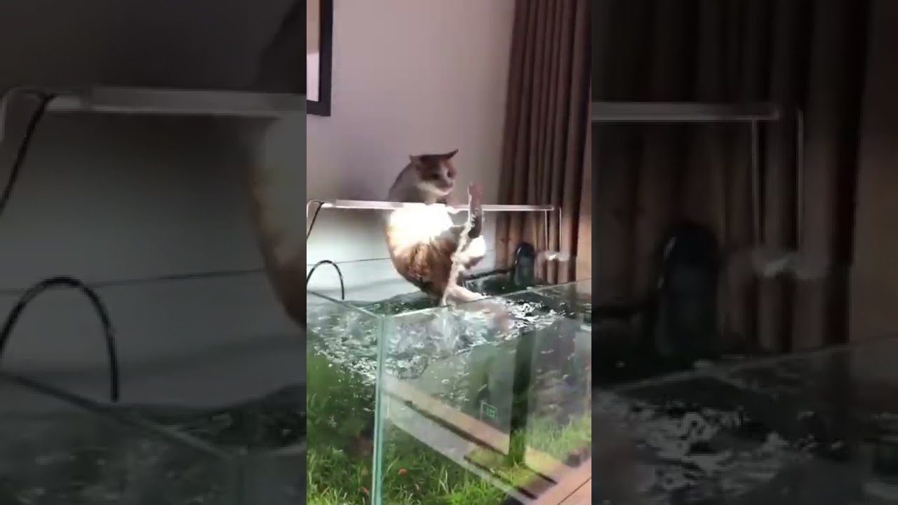 Gato caindo na Água | Meme gato