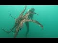 மனிதனை கொல்ல கூடிய மிக பெரிய ஆக்டொபஸ் (பேய் கணவாய்) Giant octopus that can kill humans