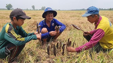 Cá Trê Trắng Nướng Rơm Thơm Mùi Lúa Mới Đặc Sản Nét Quê.Góc Làng Quê #525