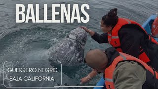 &quot;¡Increíbles Encuentros con Ballenas en Guerrero Negro!&quot;