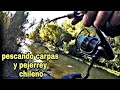 PESCANDO CARPAS y PEJERREY CHILENO...