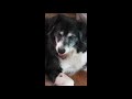 dog.mp4