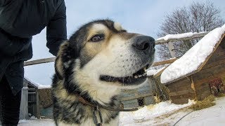 ПРИЮТ ДЛЯ ЖИВОТНЫХ 🐶 СОБАКИ ждут своих хозяев 💗 ПРИЮТ ДЛЯ ЖИВОТНЫХ 🐶 СОБАКИ ждут своих хозяев 💗