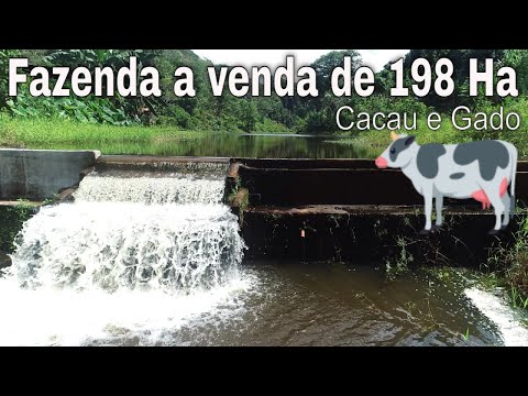 Fazenda de 198 hectares e boa de água,  produção de Cacau e gado