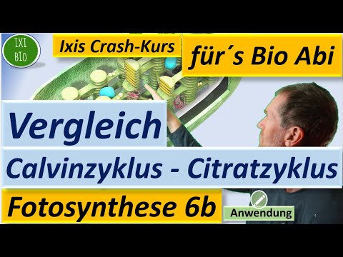 New Fotosynthese 6b: Vergleich Calvinzyklus (Photosynthese) und Citratzyklus (Tricarbonsäurezyklus) Bio