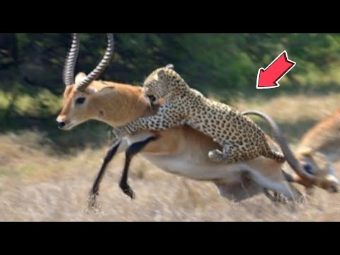 Animales Salvajes Cazando A Su Presa 01 Documentales Youtube