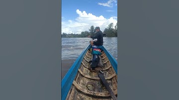 Câu cá ngát sông lớn bằng mồi tôm #cauca #fishing #caucathiennhien #caucangat