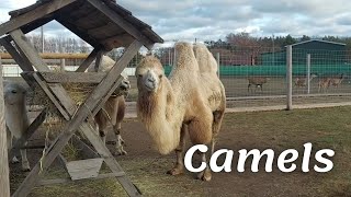 Camels in a paddock on a farm