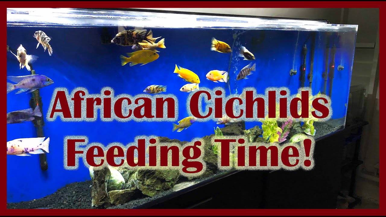 Feeding African Cichlids 2 types of food! YouTube