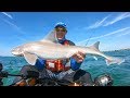 Golden Fins - Kayak Fishing UK - How to catch Smoothound
