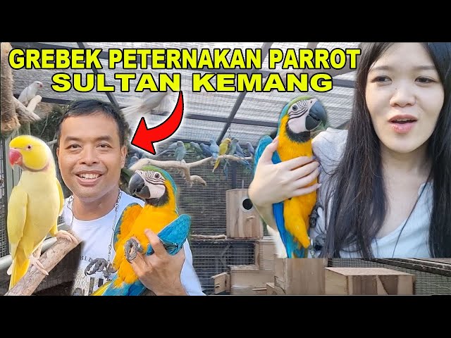 GREBEK PETERNAKAN PARROT SULTAN KEMANG JAKARTA SELATAN