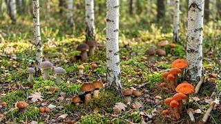 MASS Mushroom Picking STARTED! No one expected to find this many! Porcini Mushrooms 2026