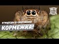 Кормим пауков и скорпов=)