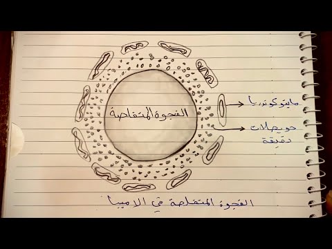 رسم الفجوة المتقلصة في الاميبا للخامس العلمي الفصل الثالث