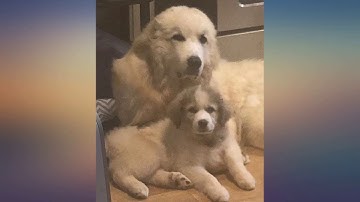 California Design Den 600 Thread Count 100% Cotton Sheets – Taupe Extra Long-Staple review