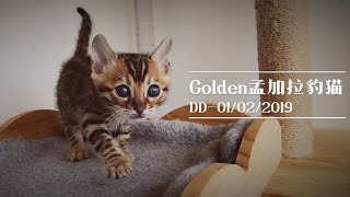 一只可爱到爆的小豹猫正在吞噬你…… by  Milk Group Zi 17 views 3 months ago 1 minute, 9 seconds