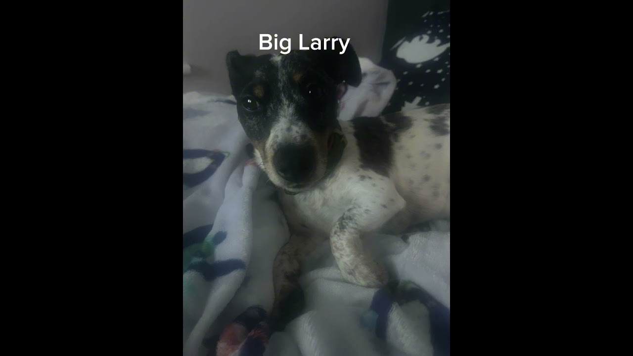 Big Larry song for 10 minutes 