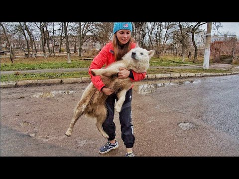 Videó: Kóbor kutya, aki elhagyott autóban él, most egy szerető otthon