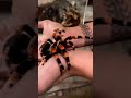Orange knee tarantula #reptiles #viralvideo #shortsvideo #tarantula #usa #spider #china #photography