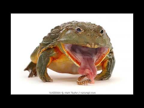 EVERYTHING You Will Ever Need To Know About African Bullfrogs