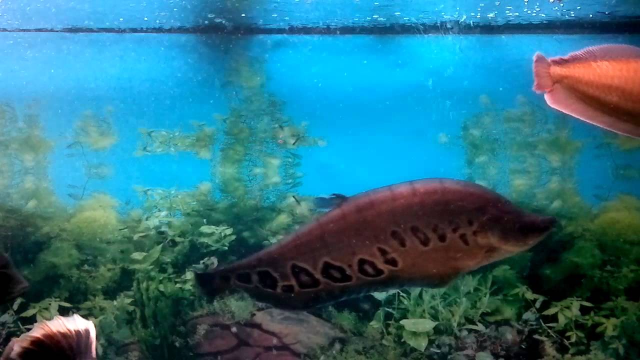 аква 600л - YouTube