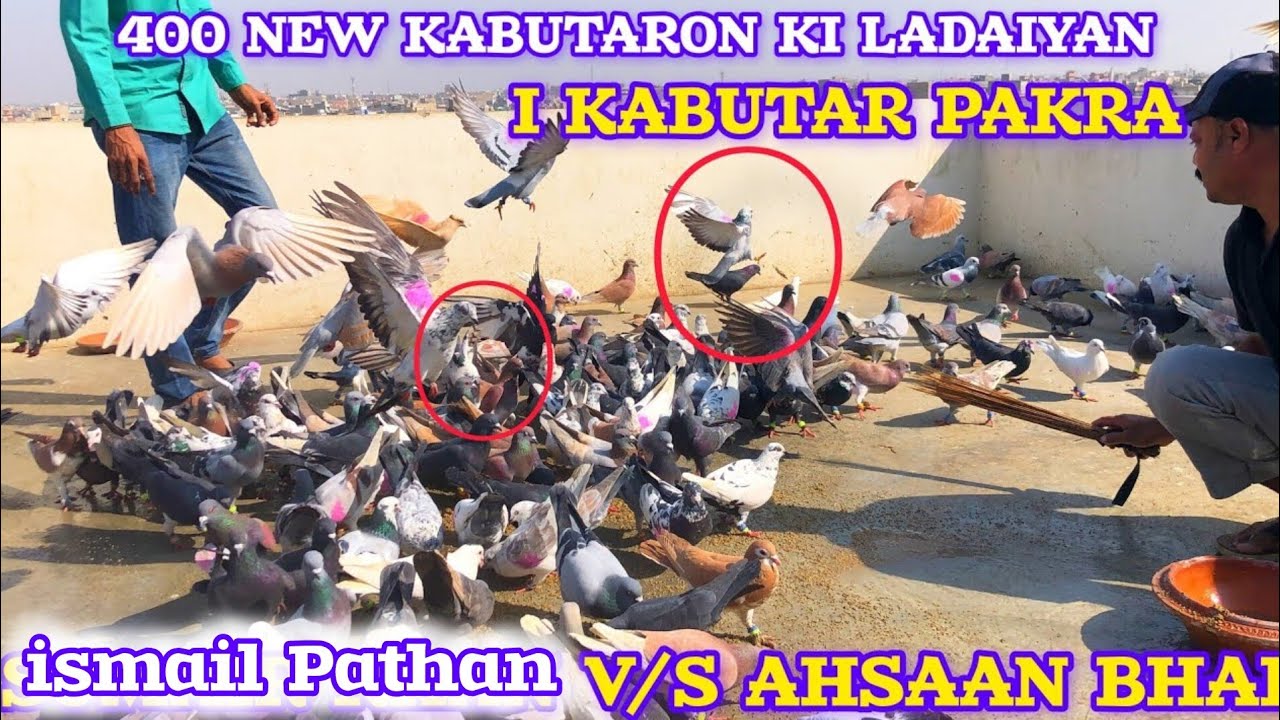Салим Хан против Ахсана Компрессор | 400 новых голубей вступают в бой | первый день | будут ли го...