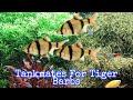 Best Tank Mates for Tiger Barbs: A Comprehensive Guide