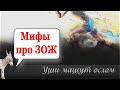 Мифы про ЗОЖ  | Уши машут ослом (101)