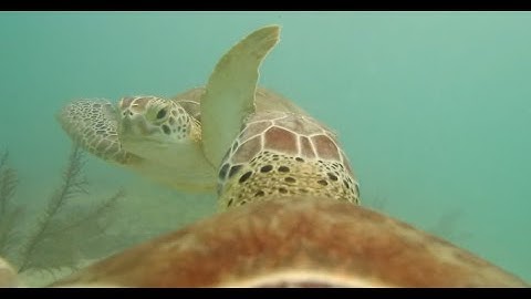 Sea Turtle Slaps Another In The Face!